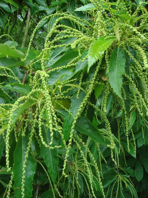 Castanea sativa fleur (2)
